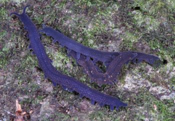 Media type: image; Invertebrate Zoology 29204